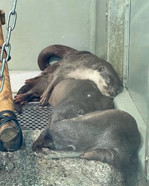 サンシャイン水族館に投稿された画像（2022/2/6）