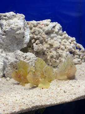 サンシャイン水族館に投稿された画像（2022/2/6）