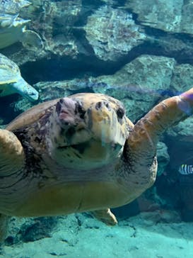 名古屋港水族館に投稿された画像（2022/2/6）
