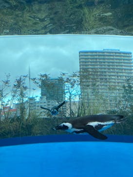 サンシャイン水族館に投稿された画像（2022/2/7）