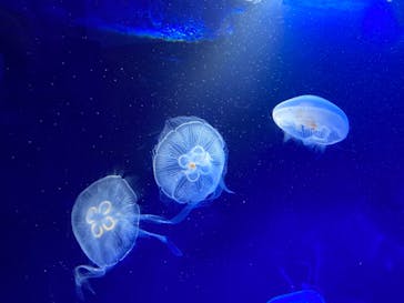 サンシャイン水族館に投稿された画像（2022/2/7）