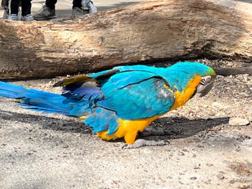 伊豆アニマルキングダムに投稿された画像（2022/2/7）