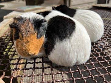 伊豆アニマルキングダムに投稿された画像（2022/2/7）