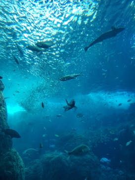 新江ノ島水族館に投稿された画像（2022/2/7）