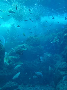 新江ノ島水族館に投稿された画像（2022/2/7）