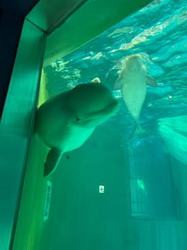 鴨川シーワールドに投稿された画像（2022/2/7）