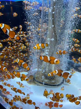 鴨川シーワールドに投稿された画像（2022/2/7）