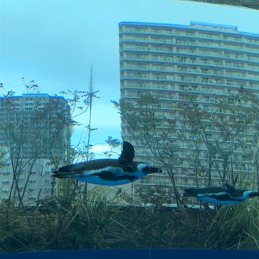 サンシャイン水族館に投稿された画像（2022/2/7）