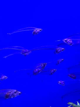 サンシャイン水族館に投稿された画像（2022/2/7）