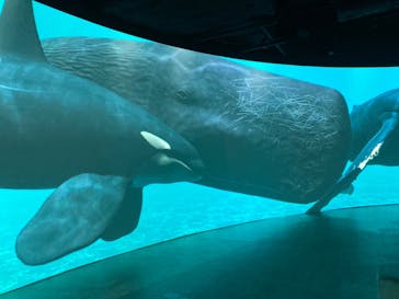 カワスイ 川崎⽔族館に投稿された画像（2022/2/7）