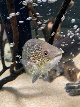 カワスイ 川崎⽔族館に投稿された画像（2022/2/7）