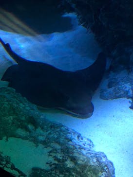 サンシャイン水族館に投稿された画像（2022/2/7）