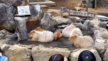 伊豆シャボテン動物公園に投稿された画像（2022/2/7）