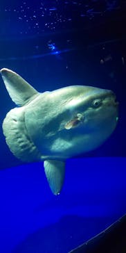 サンシャイン水族館に投稿された画像（2022/2/7）