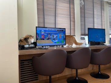 猫カフェモカ　池袋東口店に投稿された画像（2022/2/8）