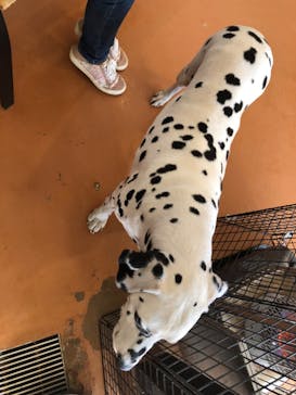 世界の名犬牧場に投稿された画像（2022/2/8）