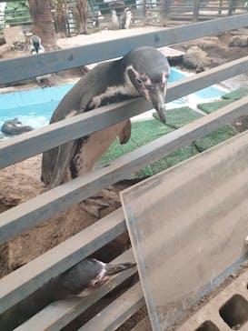 ゼロ距離水族館 伊勢シーパラダイスに投稿された画像（2022/2/8）