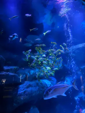 すみだ水族館に投稿された画像（2022/2/9）