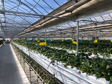 軽井沢ガーデンファームいちご園に投稿された画像（2022/2/9）