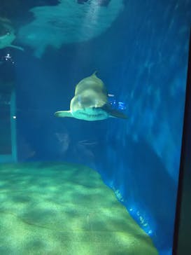 アクアワールド茨城県大洗水族館に投稿された画像（2022/2/10）