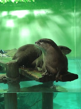 しながわ水族館に投稿された画像（2022/2/10）