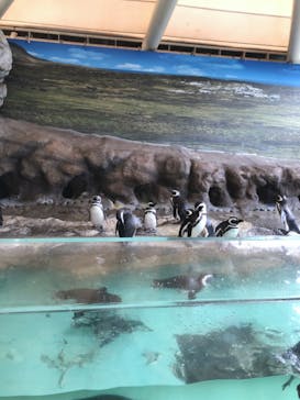 しながわ水族館に投稿された画像（2022/2/10）