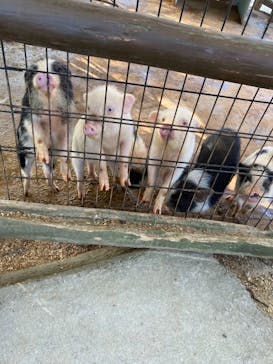 しろとり動物園に投稿された画像（2022/2/11）