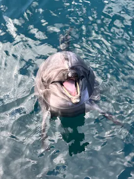 うみたま体験パーク 「つくみイルカ島」に投稿された画像（2022/2/11）