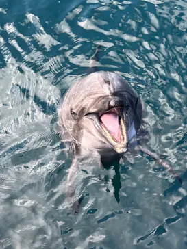 うみたま体験パーク 「つくみイルカ島」に投稿された画像（2022/2/11）