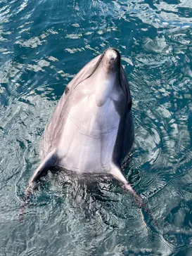 うみたま体験パーク 「つくみイルカ島」に投稿された画像（2022/2/11）