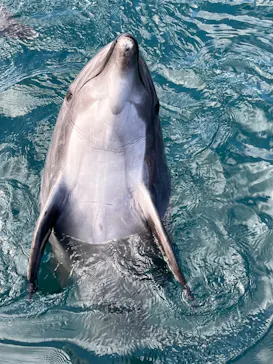 うみたま体験パーク 「つくみイルカ島」に投稿された画像（2022/2/11）