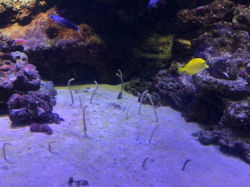 マクセル アクアパーク品川に投稿された画像（2022/2/11）