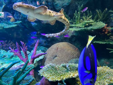 サンシャイン水族館に投稿された画像（2022/2/11）