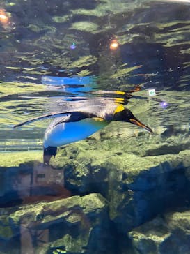 マクセル アクアパーク品川に投稿された画像（2022/2/11）