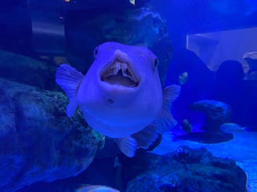 マクセル アクアパーク品川に投稿された画像（2022/2/11）