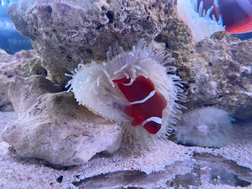 マクセル アクアパーク品川に投稿された画像（2022/2/11）