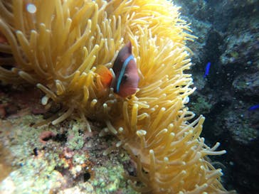 武藤潜水に投稿された画像（2022/2/11）