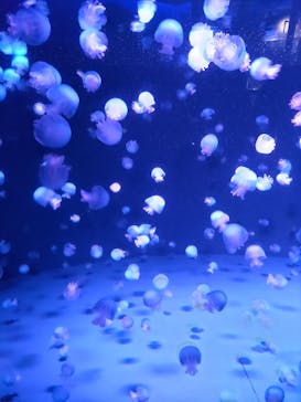 京都水族館に投稿された画像（2022/2/11）