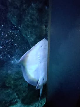 京都水族館に投稿された画像（2022/2/11）