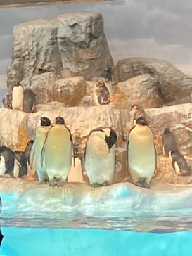 名古屋港水族館に投稿された画像（2022/2/11）