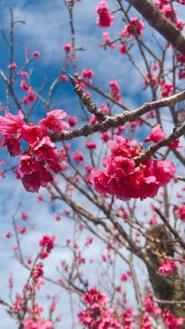 今帰仁城跡に投稿された画像（2022/2/11）