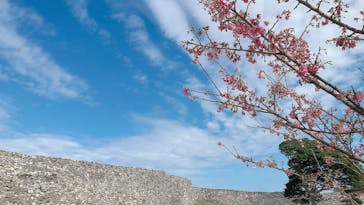 今帰仁城跡に投稿された画像（2022/2/11）