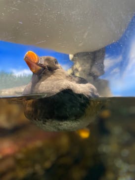 鴨川シーワールドに投稿された画像（2022/2/11）