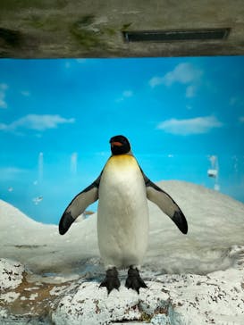 鴨川シーワールドに投稿された画像（2022/2/11）