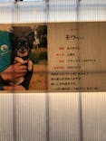 世界の名犬牧場に投稿された画像（2022/2/11）