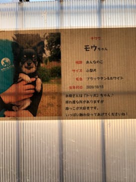 世界の名犬牧場に投稿された画像（2022/2/11）