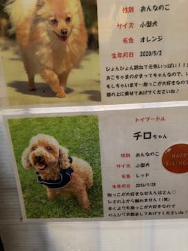 世界の名犬牧場に投稿された画像（2022/2/11）