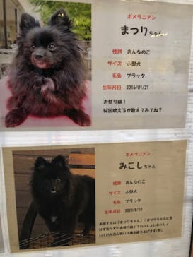 世界の名犬牧場に投稿された画像（2022/2/11）