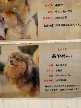 世界の名犬牧場に投稿された画像（2022/2/11）