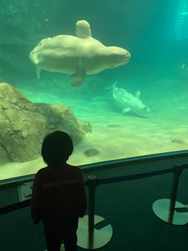 名古屋港水族館に投稿された画像（2022/2/11）